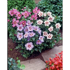 Гібіскус сирійський Вудбрідж | Hibiscus syriacus Woodbridge | Гибискус сирийский Вудбридж
