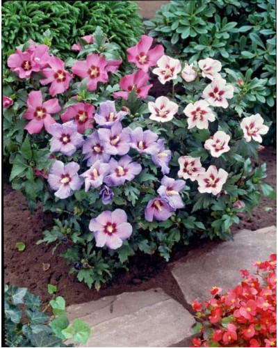 Гібіскус сирійський Вудбрідж | Hibiscus syriacus Woodbridge | Гибискус сирийский Вудбридж
