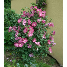 Гібіскус сирійський Вудбрідж | Hibiscus syriacus Woodbridge | Гибискус сирийский Вудбридж