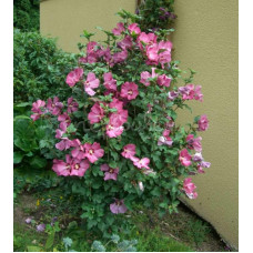 Гібіскус сирійський Вудбрідж | Hibiscus syriacus Woodbridge | Гибискус сирийский Вудбридж