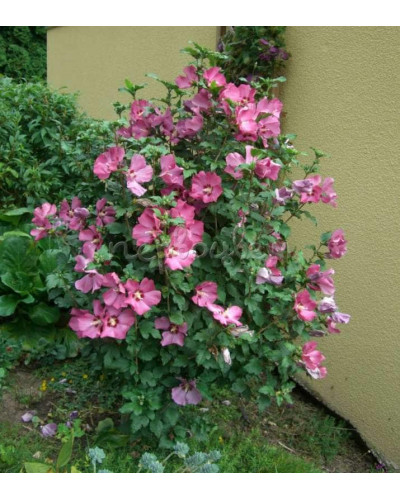 Гібіскус сирійський Вудбрідж | Hibiscus syriacus Woodbridge | Гибискус сирийский Вудбридж