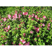 Гібіскус сирійський Вудбрідж | Hibiscus syriacus Woodbridge | Гибискус сирийский Вудбридж