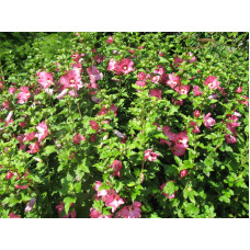Гібіскус сирійський Вудбрідж | Hibiscus syriacus Woodbridge | Гибискус сирийский Вудбридж