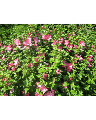 Гібіскус сирійський Вудбрідж | Hibiscus syriacus Woodbridge | Гибискус сирийский Вудбридж