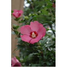 Гібіскус сирійський Вудбрідж | Hibiscus syriacus Woodbridge | Гибискус сирийский Вудбридж