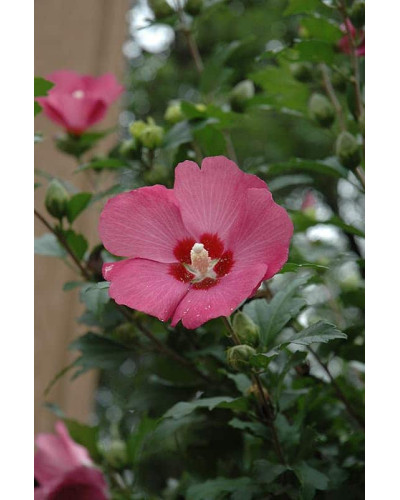 Гібіскус сирійський Вудбрідж | Hibiscus syriacus Woodbridge | Гибискус сирийский Вудбридж