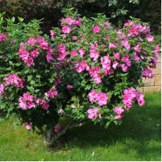 Гібіскус сирійський Вудбрідж | Hibiscus syriacus Woodbridge | Гибискус сирийский Вудбридж