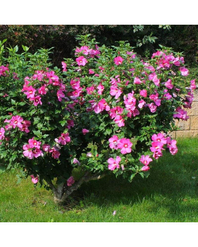 Гібіскус сирійський Вудбрідж | Hibiscus syriacus Woodbridge | Гибискус сирийский Вудбридж