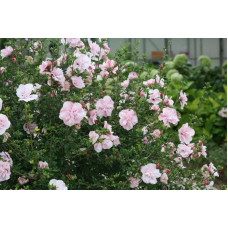 Гібіскус Рожевий Шифон / Пінк Шифон | Hibiscus Pink Chiffon | Гибискус Розовый Шифон / Пинк Шифон