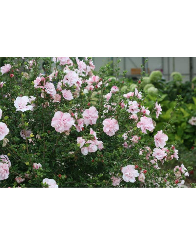 Гібіскус Рожевий Шифон / Пінк Шифон | Hibiscus Pink Chiffon | Гибискус Розовый Шифон / Пинк Шифон