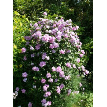 Гібіскус Рожевий Шифон / Пінк Шифон | Hibiscus Pink Chiffon | Гибискус Розовый Шифон / Пинк Шифон