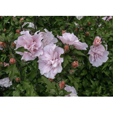 Гібіскус Рожевий Шифон / Пінк Шифон | Hibiscus Pink Chiffon | Гибискус Розовый Шифон / Пинк Шифон