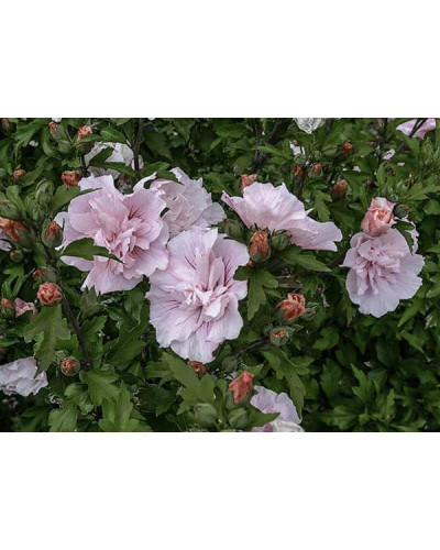 Гібіскус Рожевий Шифон / Пінк Шифон | Hibiscus Pink Chiffon | Гибискус Розовый Шифон / Пинк Шифон