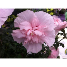 Гібіскус Рожевий Шифон / Пінк Шифон | Hibiscus Pink Chiffon | Гибискус Розовый Шифон / Пинк Шифон