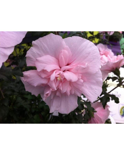Гібіскус Рожевий Шифон / Пінк Шифон | Hibiscus Pink Chiffon | Гибискус Розовый Шифон / Пинк Шифон