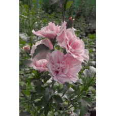 Гібіскус Рожевий Шифон / Пінк Шифон | Hibiscus Pink Chiffon | Гибискус Розовый Шифон / Пинк Шифон