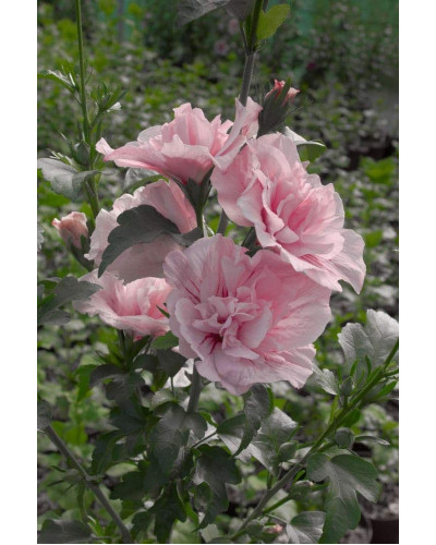 Гібіскус Рожевий Шифон / Пінк Шифон | Hibiscus Pink Chiffon | Гибискус Розовый Шифон / Пинк Шифон