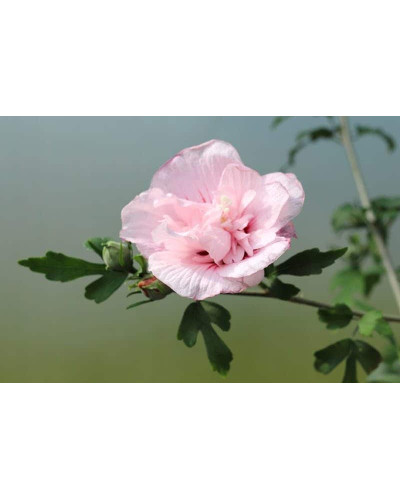 Гібіскус Рожевий Шифон / Пінк Шифон | Hibiscus Pink Chiffon | Гибискус Розовый Шифон / Пинк Шифон