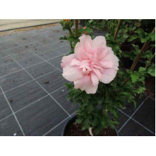 Гібіскус Рожевий Шифон / Пінк Шифон | Hibiscus Pink Chiffon | Гибискус Розовый Шифон / Пинк Шифон