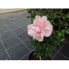 Гібіскус Рожевий Шифон / Пінк Шифон | Hibiscus Pink Chiffon | Гибискус Розовый Шифон / Пинк Шифон