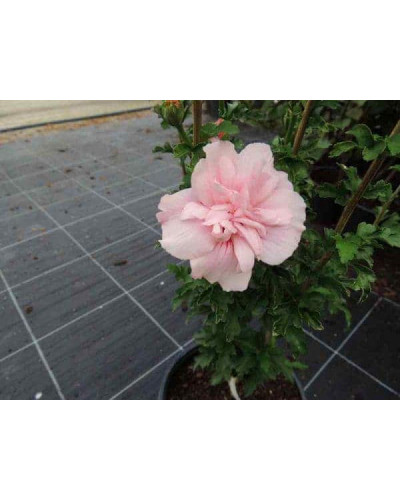 Гібіскус Рожевий Шифон / Пінк Шифон | Hibiscus Pink Chiffon | Гибискус Розовый Шифон / Пинк Шифон