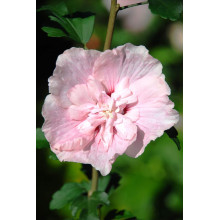 Гібіскус Рожевий Шифон / Пінк Шифон | Hibiscus Pink Chiffon | Гибискус Розовый Шифон / Пинк Шифон