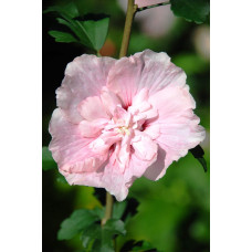 Гібіскус Рожевий Шифон / Пінк Шифон | Hibiscus Pink Chiffon | Гибискус Розовый Шифон / Пинк Шифон