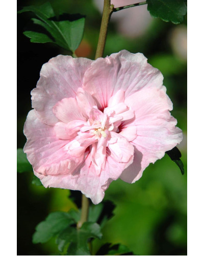 Гібіскус Рожевий Шифон / Пінк Шифон | Hibiscus Pink Chiffon | Гибискус Розовый Шифон / Пинк Шифон