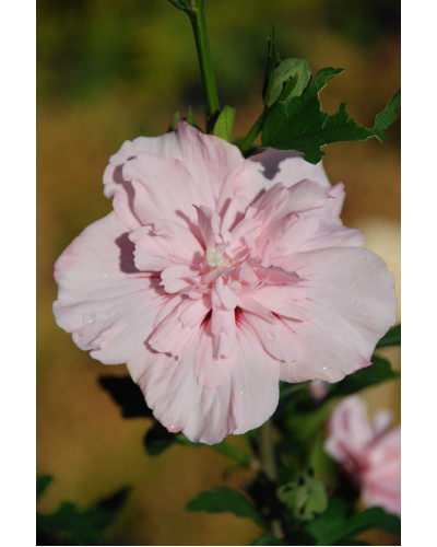 Гібіскус Рожевий Шифон / Пінк Шифон | Hibiscus Pink Chiffon | Гибискус Розовый Шифон / Пинк Шифон
