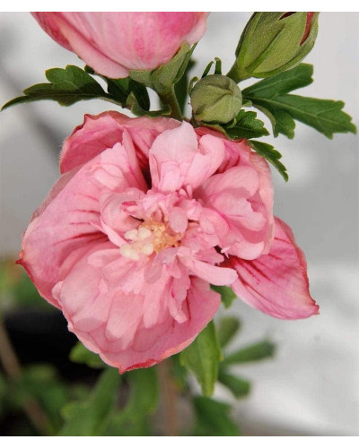 Гібіскус Рожевий Шифон / Пінк Шифон | Hibiscus Pink Chiffon | Гибискус Розовый Шифон / Пинк Шифон