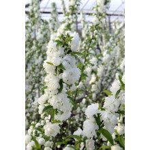 Вишня залозиста Альба Плена | Вишня железистая Альба Плена | Prunus glandulosa Alba Plena
