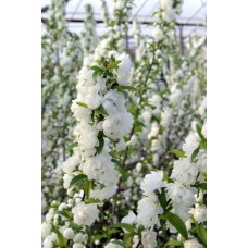 Вишня залозиста Альба Плена | Вишня железистая Альба Плена | Prunus glandulosa Alba Plena