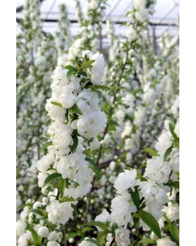 Вишня залозиста Альба Плена | Вишня железистая Альба Плена | Prunus glandulosa Alba Plena