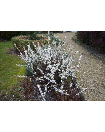 Вишня залозиста Альба Плена | Вишня железистая Альба Плена | Prunus glandulosa Alba Plena