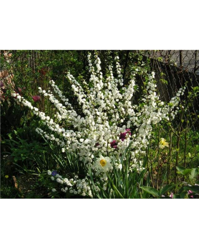 Вишня залозиста Альба Плена | Вишня железистая Альба Плена | Prunus glandulosa Alba Plena