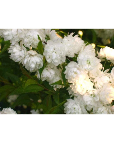 Вишня залозиста Альба Плена | Вишня железистая Альба Плена | Prunus glandulosa Alba Plena