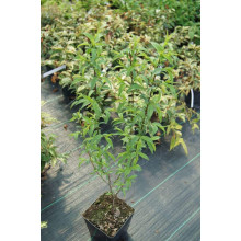 Вишня залозиста Альба Плена | Вишня железистая Альба Плена | Prunus glandulosa Alba Plena