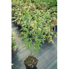 Вишня залозиста Альба Плена | Вишня железистая Альба Плена | Prunus glandulosa Alba Plena