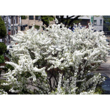 Вишня залозиста Альба Плена | Вишня железистая Альба Плена | Prunus glandulosa Alba Plena