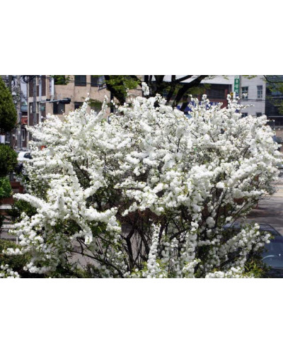 Вишня залозиста Альба Плена | Вишня железистая Альба Плена | Prunus glandulosa Alba Plena