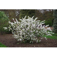 Вишня залозиста Альба Плена | Вишня железистая Альба Плена | Prunus glandulosa Alba Plena