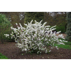 Вишня залозиста Альба Плена | Вишня железистая Альба Плена | Prunus glandulosa Alba Plena