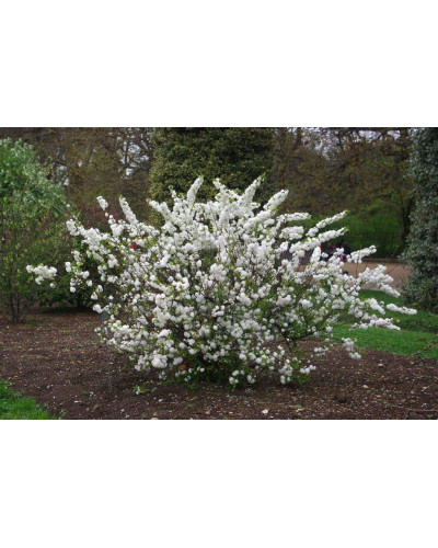 Вишня залозиста Альба Плена | Вишня железистая Альба Плена | Prunus glandulosa Alba Plena