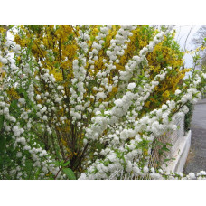 Вишня залозиста Альба Плена | Вишня железистая Альба Плена | Prunus glandulosa Alba Plena