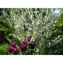Вишня залозиста Альба Плена | Вишня железистая Альба Плена | Prunus glandulosa Alba Plena