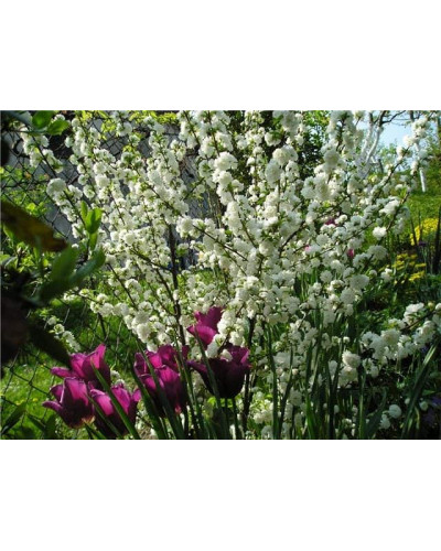 Вишня залозиста Альба Плена | Вишня железистая Альба Плена | Prunus glandulosa Alba Plena