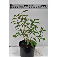 Вишня залозиста Альба Плена | Вишня железистая Альба Плена | Prunus glandulosa Alba Plena