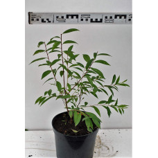 Вишня залозиста Альба Плена | Вишня железистая Альба Плена | Prunus glandulosa Alba Plena