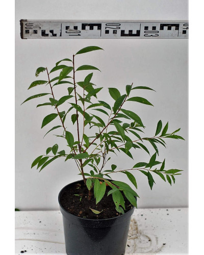 Вишня залозиста Альба Плена | Вишня железистая Альба Плена | Prunus glandulosa Alba Plena