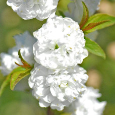 Вишня залозиста Альба Плена | Вишня железистая Альба Плена | Prunus glandulosa Alba Plena